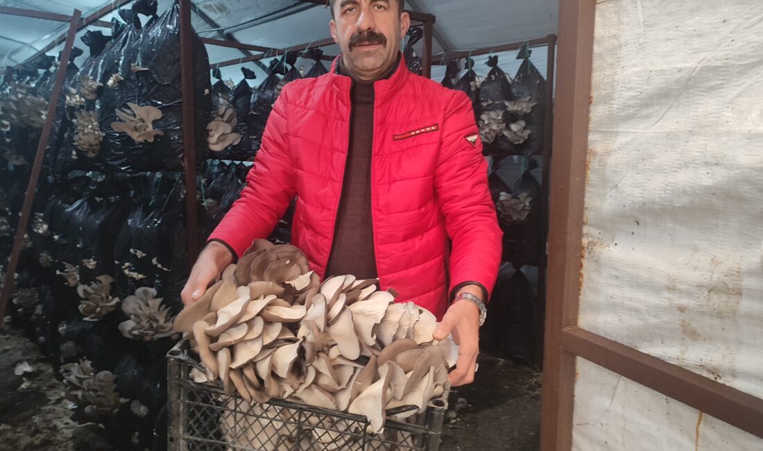Malatya'da istiridye mantarı üretimi yapan Engin Acar, 800 metrekare alanda