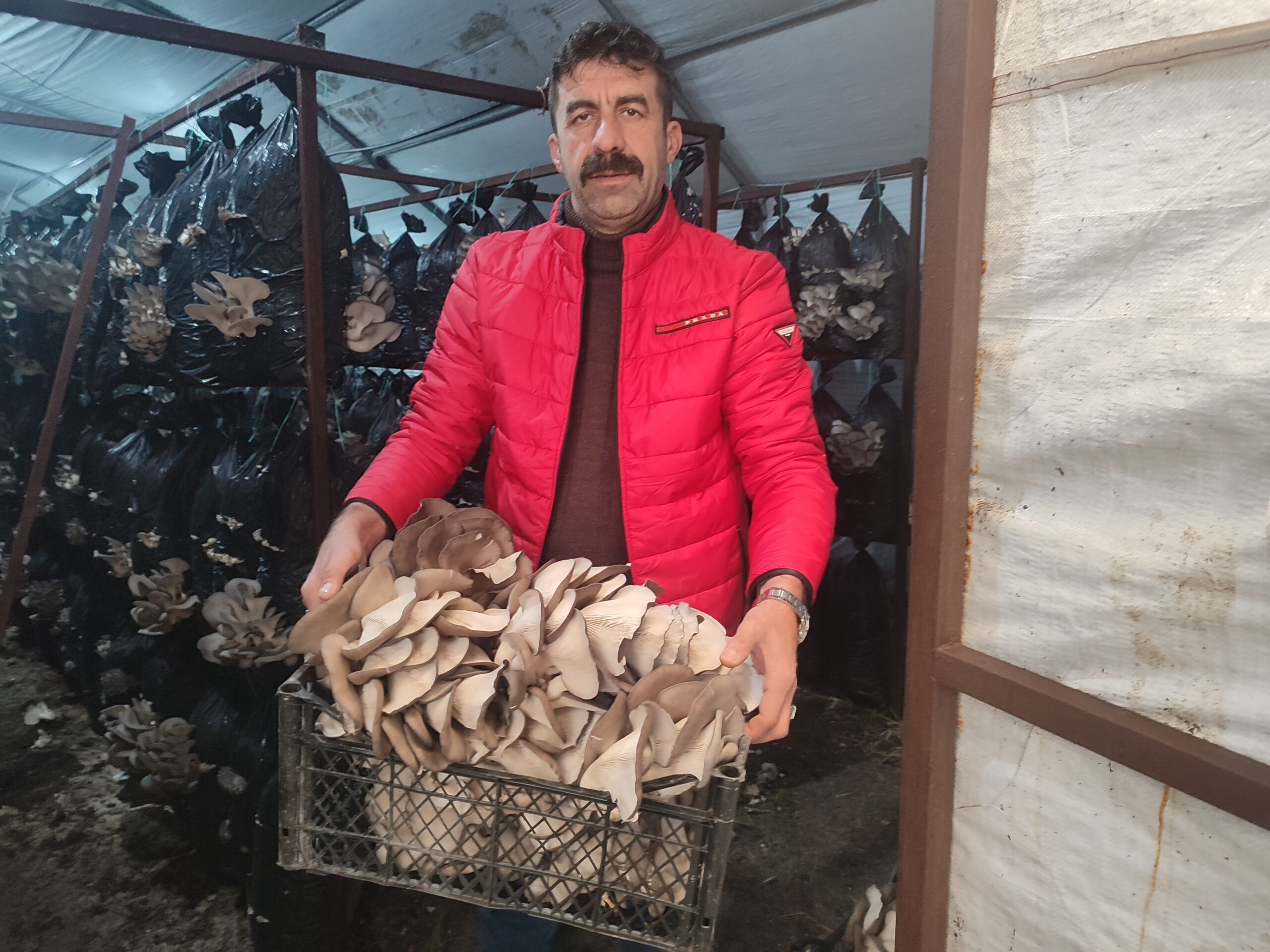 Malatya'da istiridye mantarı üretimi yapan Engin Acar, 800 metrekare alanda