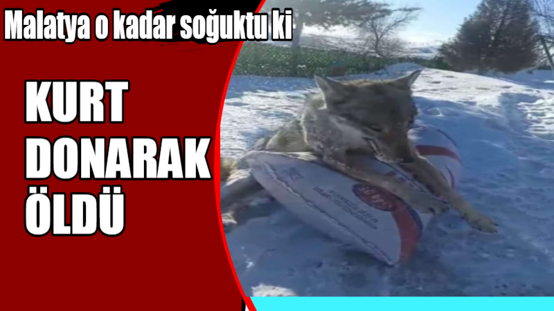 Malatya'nın Hekimhan İlçesi Dikenli Mahallesi'nde aç kalan kurdun donarak öldüğü