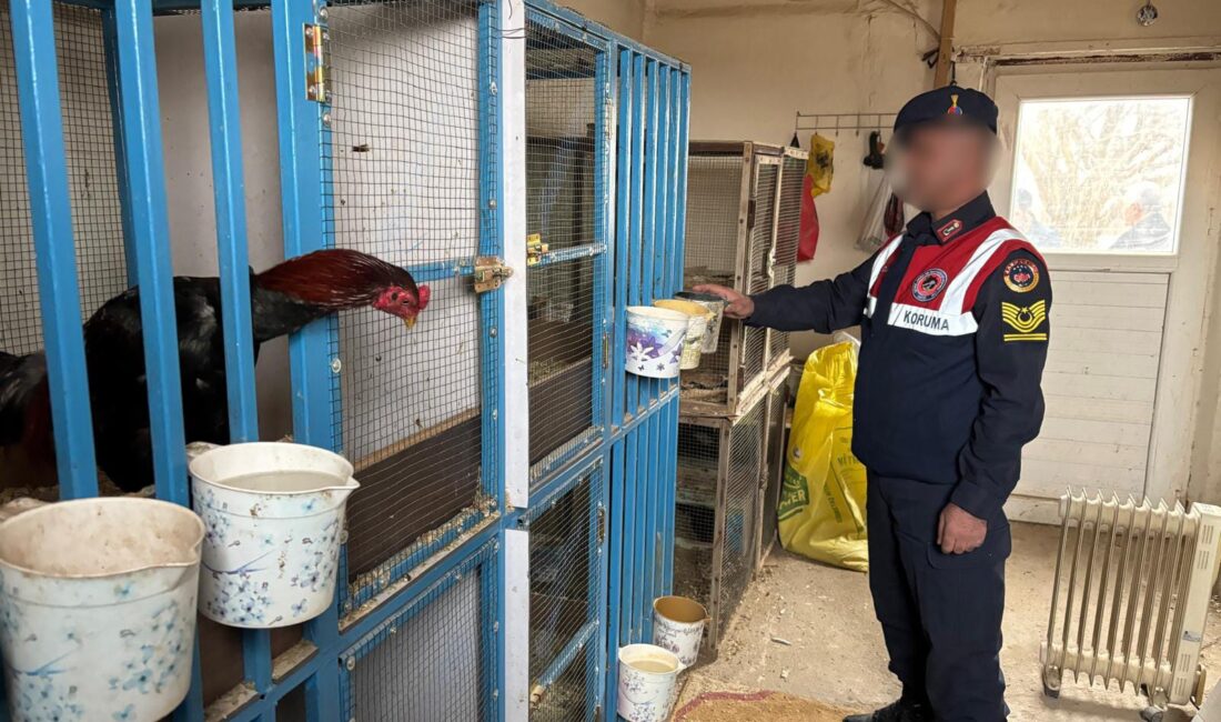 Malatya'nın Akçadağ İlçesinde horoz dövüşü yaptığı tespit edilen eve baskın