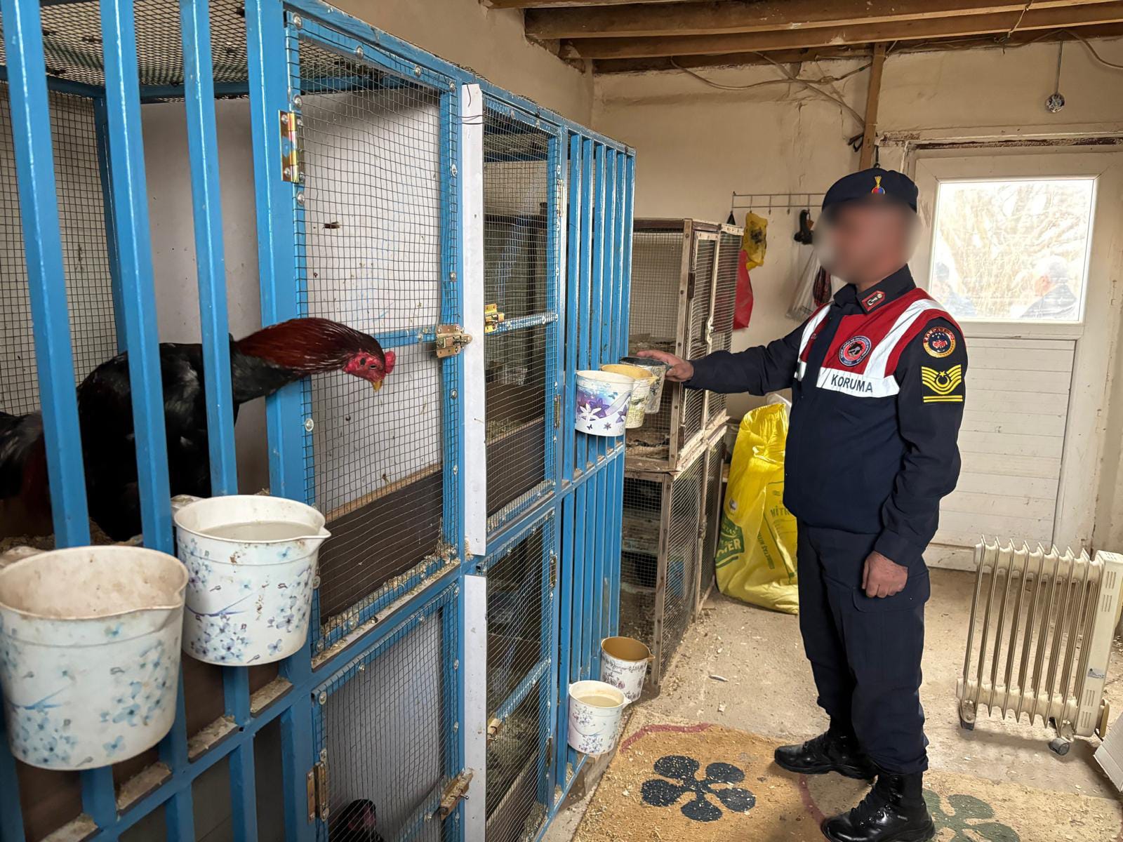 Malatya'nın Akçadağ İlçesinde horoz dövüşü yaptığı tespit edilen eve baskın