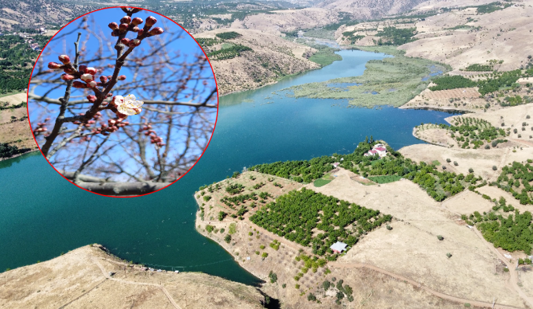 Dünya kayısı başkenti Malatya'da, kayısı ağaçları havaların ısınmasıyla birlikte çiçeklenmeye