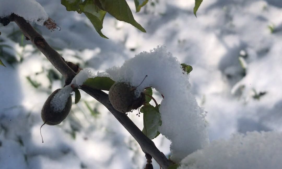 Malatya'da yaşanan don olayı meyve ağaçları ve çiftçi için felakete