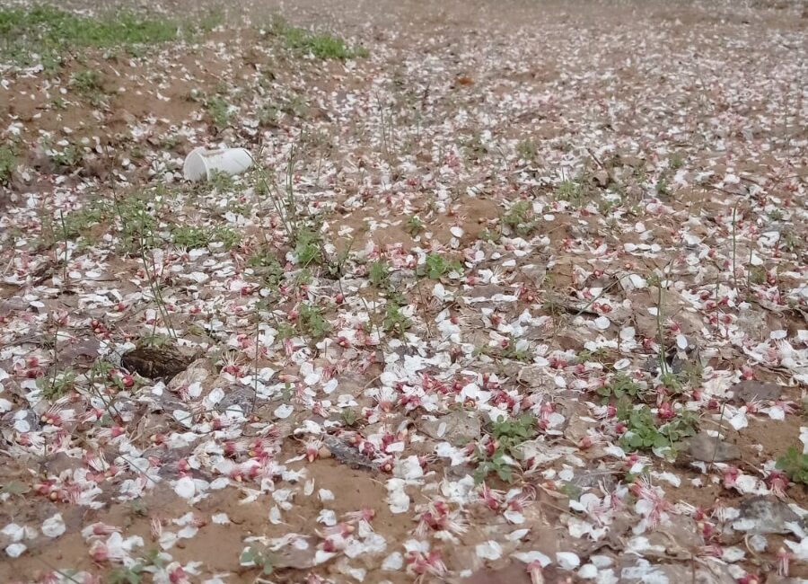 Malatya'nın bazı ilçelerinde dolu yağışı kayısıyı olumsuz etkiledi. Dolu yağışı
