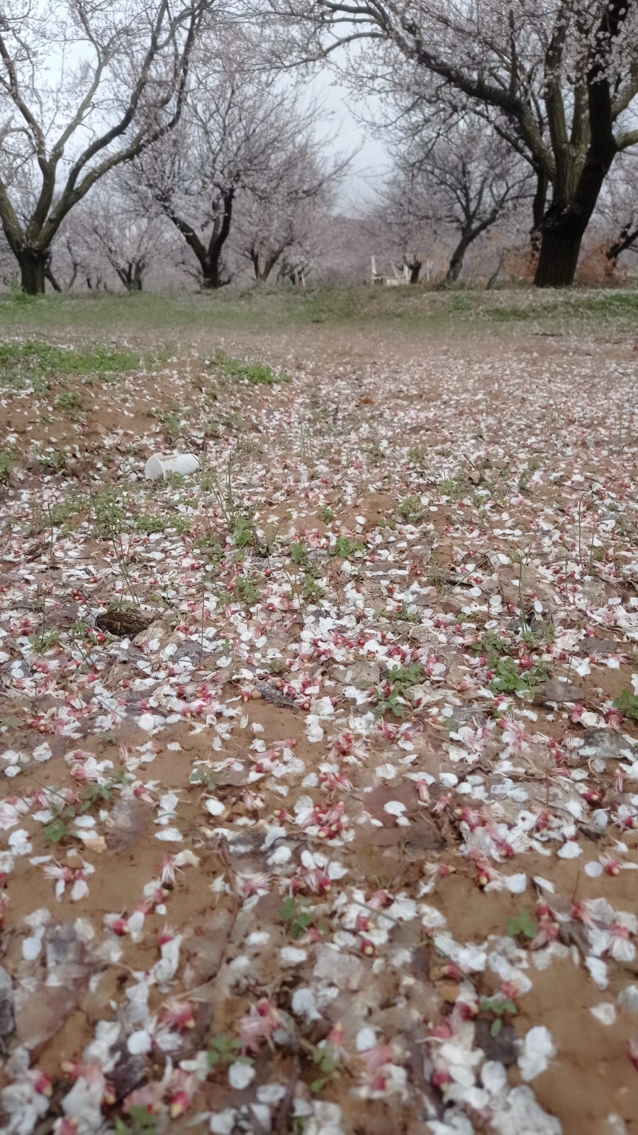 Malatya'nın bazı ilçelerinde dolu yağışı kayısıyı olumsuz etkiledi. Dolu yağışı