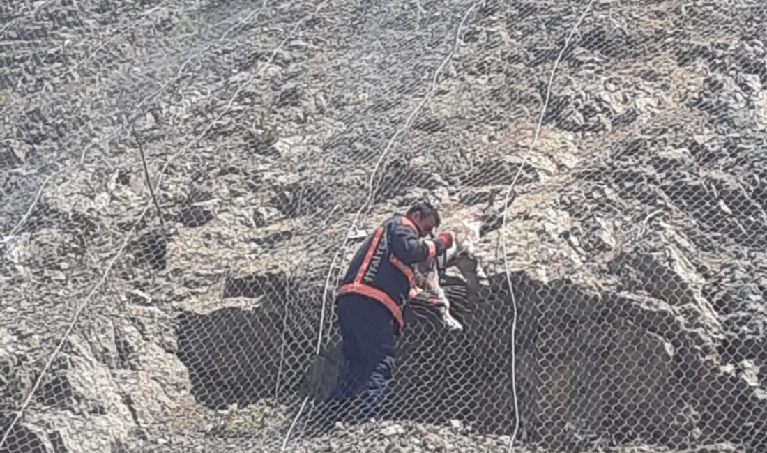 Malatya'nın Pütürge ilçesinde heyelan tellerine sıkışan 2 dağ keçisi kurtarıldı.
