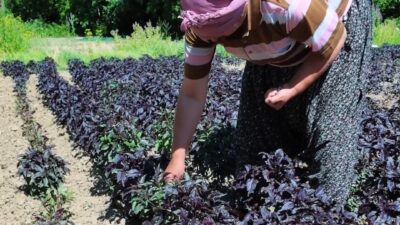 Malatya’nın Arapgir ilçesinde coğrafi işaretle tescilli mor reyhan, DAP İdaresi’nin